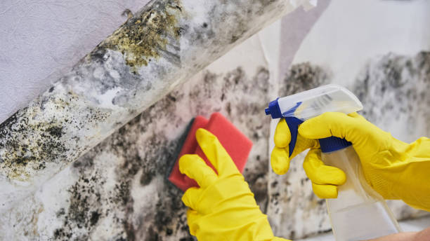 Best Mold Odor Removal Services  in Way, NE